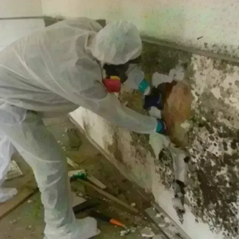 Mold Remediation and Removal in Tower City, PA